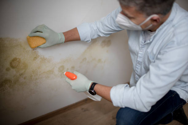 Best Mold Cleaning Services  in Bexley, OH