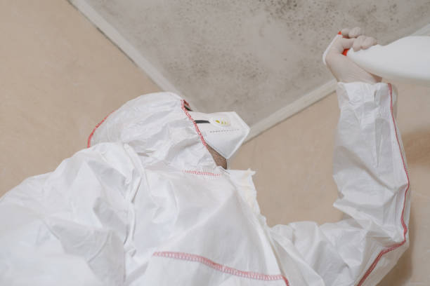 Best Affordable Mold Removal  in Bexley, OH