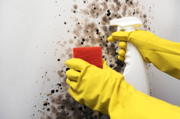 Best Mold Removal Process  in Bexley, OH