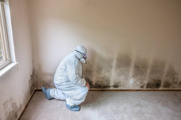 Best Local Mold Removal Service  in Bexley, OH