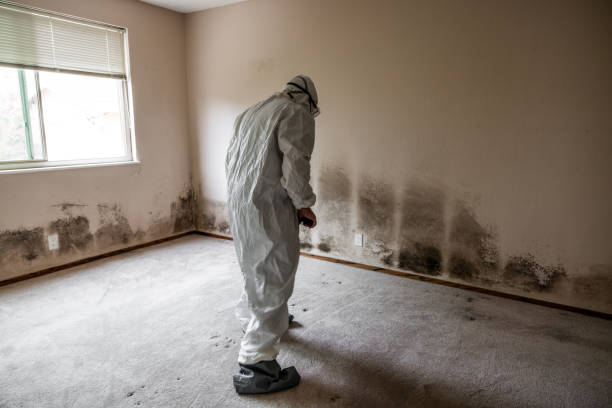 Best Crawl Space Mold Removal  in Bexley, OH