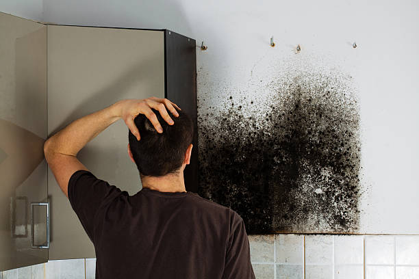 Best Black Mold Removal  in Bexley, OH