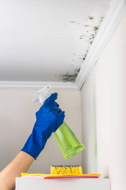 Best Fast Mold Removal  in Bexley, OH